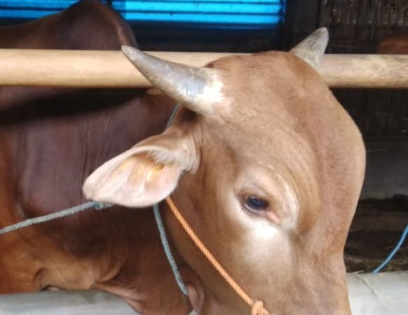 Pendaftaran Qurban 1443 H